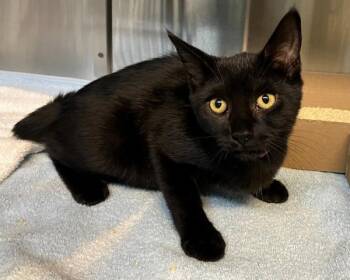 Gigi -  Domestic Short Hair Cat for Adoption - Gigi | PetCurious