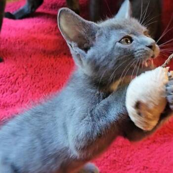 Sterling -  Domestic Short Hair Cat for Adoption in Valley, Alabama - Sterling | PetCurious