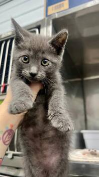 Chuck -  Domestic Short Hair Cat for Adoption in Cromwell, Kentucky - Chuck | PetCurious