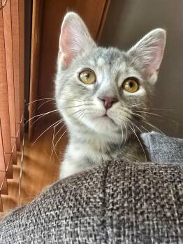 Iridia -  Domestic Short Hair Cat for Adoption in Sioux Falls, South Dakota - Iridia | PetCurious