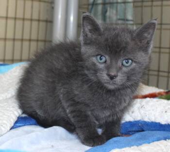 Domestic Short Hair Cats Available for Adoption in Huron, South Dakota - Rip | PetCurious