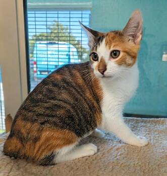 Luna -  Domestic Short Hair Cat for Adoption in Cape Coral, Florida - Luna | PetCurious