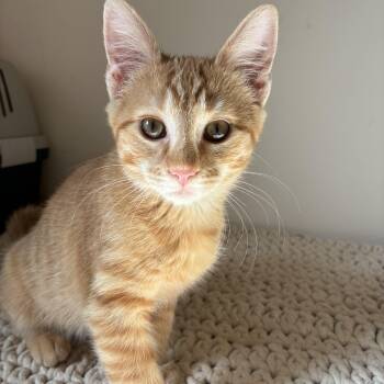 Violet -  Domestic Short Hair Cat for Adoption in Mantua Township, New Jersey - Violet | PetCurious