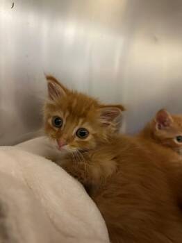 Scout (Shelter) -  Domestic Long Hair Cat for Adoption in Johnson City, Tennessee - Scout (Shelter) | PetCurious