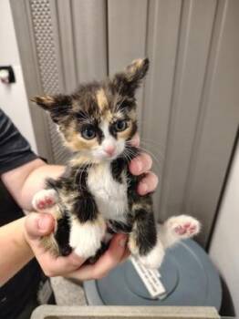 Domestic Short Hair Cats Available for Adoption in Gastonia, North Carolina - Butters | PetCurious