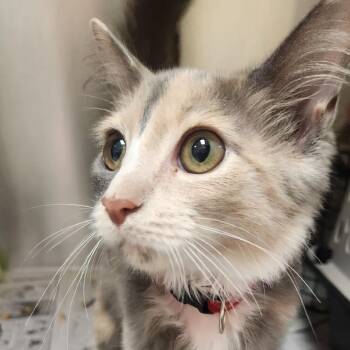Viola -  Domestic Long Hair Cat for Adoption in Winston-salem, North Carolina - Viola | PetCurious