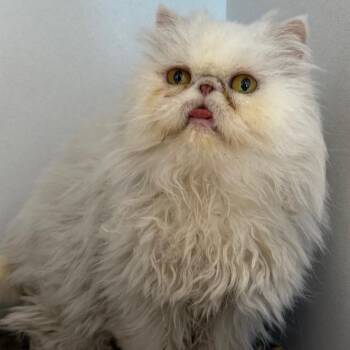Skylar -  Persian Cat Available for Adoption in Desert Hot Springs, California - Skylar | PetCurious