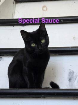 Special Sauce -  Domestic Short Hair Cat for Adoption in Milton, Delaware - Special Sauce | PetCurious
