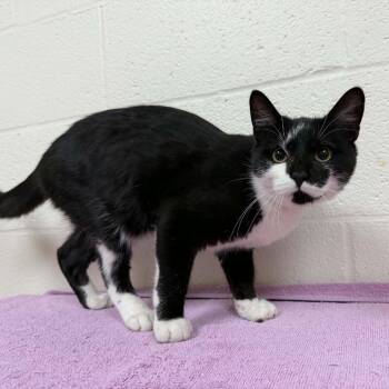 SVAS-Stray-39598 -  Domestic Short Hair Cat for Adoption in Lyndhurst, Virginia - SVAS-Stray-39598 | PetCurious