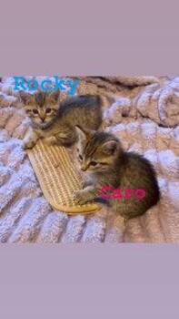 Domestic Short Hair Cats Available for Adoption in Hazlet, New Jersey - Rocky | PetCurious