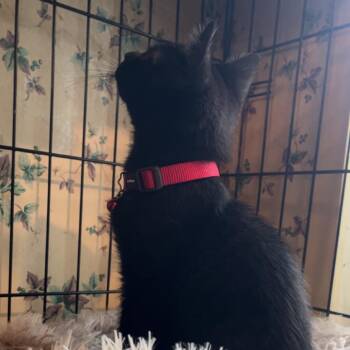 Jerry -  Domestic Short Hair Cat for Adoption in Columbiana, Alabama - Jerry | PetCurious