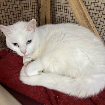 Domestic Short Hair Cats Available for Adoption in Cincinnati, Ohio - Ice | PetCurious