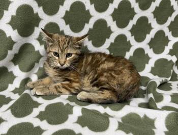 Domestic Short Hair Cats Available for Adoption - May | PetCurious