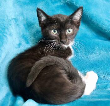 Ohio -  Tuxedo Cat for Adoption in St. Augustine, Florida - Ohio | PetCurious