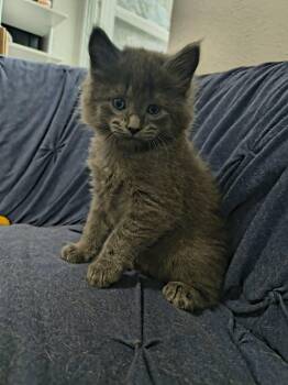 Pickle -  Domestic Short Hair Cat Available for Adoption in Overland Park, Kansas - Pickle | PetCurious