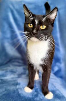 Chrysanthemum -  American Shorthair and Domestic Short Hair Cat for Adoption in Nashville, Tennessee - Chrysanthemum | PetCurious