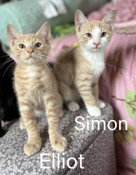 Elliot & Simon -  Domestic Short Hair Cat for Adoption in Hudson, New York - Elliot & Simon | PetCurious