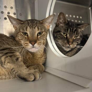 Brandon -  Domestic Short Hair Cat for Adoption in Dearborn, Michigan - Brandon | PetCurious