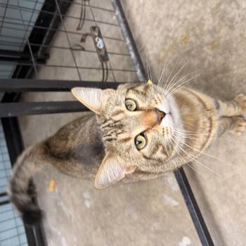 Charlie -  Domestic Short Hair Cat for Adoption in Bryan, Ohio - Charlie | PetCurious