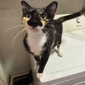 Domestic Short Hair Cats Available for Adoption in Hopkinton, Massachusetts - Gigi | PetCurious