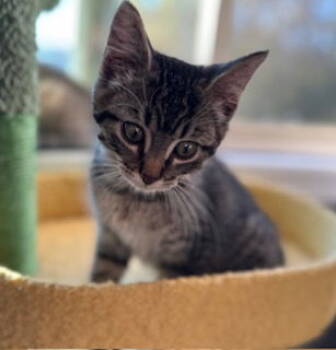 Rescue Domestic Short Hair Cats for Adoption in Minneapolis, Minnesota - Shroom C4739 | PetCurious