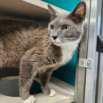 Rescue Domestic Short Hair Cats for Adoption in Herndon, Virginia - Astoria | PetCurious