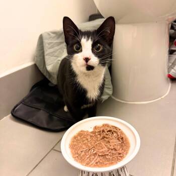 Miu Miu -  Domestic Short Hair Cat Available for Adoption - Miu Miu | PetCurious