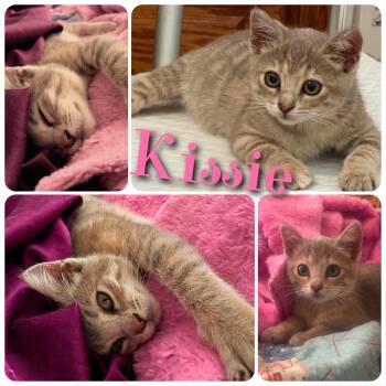 Kissie -  Domestic Short Hair Cat for Adoption in Hollister, California - Kissie | PetCurious