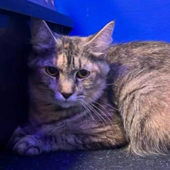 Domestic Long Hair Cats Available for Adoption in Woodbury, New Jersey - Dolly Purrton | PetCurious