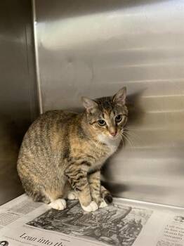 Rescue Domestic Short Hair Cats for Adoption in Dallas, Texas - SHELL | PetCurious