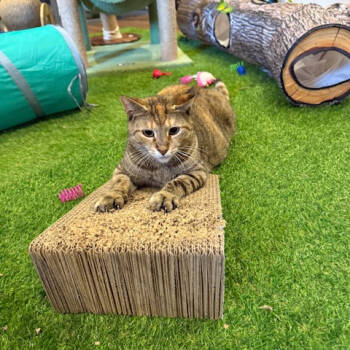 Rescue Domestic Short Hair Cats for Adoption in Abingdon, Maryland - 0525-57 Miss Lollipop | PetCurious