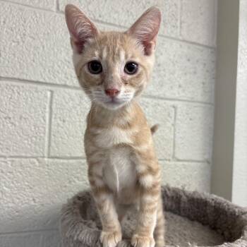 Runner -  Domestic Short Hair Cat for Adoption in Monroe, Michigan - Runner | PetCurious