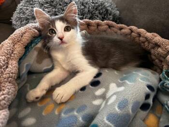 El -  Domestic Medium Hair Cat for Adoption in Tucson, Arizona - El | PetCurious