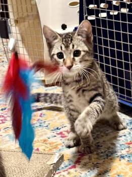 Braeburn -  Domestic Short Hair Cat for Adoption - Braeburn | PetCurious