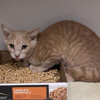 Peanut Butter -  Domestic Short Hair Cat for Adoption in Harrisonburg, Virginia - Peanut Butter | PetCurious