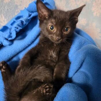 FELICITY JANE -  Domestic Short Hair Cat for Adoption in Graham, Washington - FELICITY JANE | PetCurious