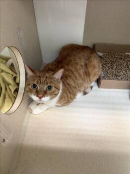 GABBANA -  Domestic Short Hair Cat for Adoption in Loveland, Colorado - GABBANA | PetCurious