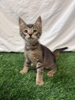 Jason Stackhouse -  Domestic Short Hair Cat for Adoption in Covington, Louisiana - Jason Stackhouse | PetCurious