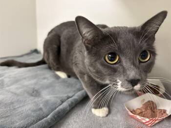 Domestic Short Hair Cats Available for Adoption in Kent, Washington - STORMY | PetCurious