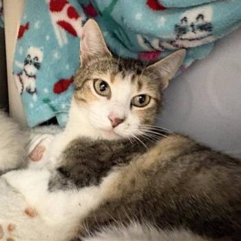 Domestic Short Hair Cats Available for Adoption in Bentonville, Arkansas - Debbie | PetCurious
