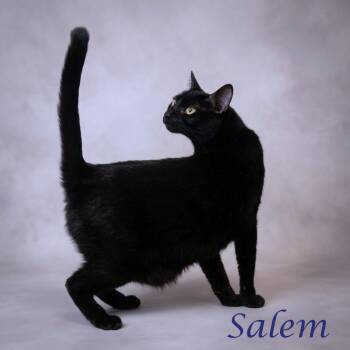 Salem C26-203 -  Domestic Short Hair Cat for Adoption in Lebanon, Tennessee - Salem C26-203 | PetCurious
