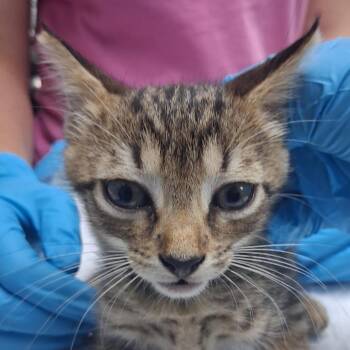 Dorito -  Domestic Short Hair Cat for Adoption in Summerville, South Carolina - Dorito | PetCurious