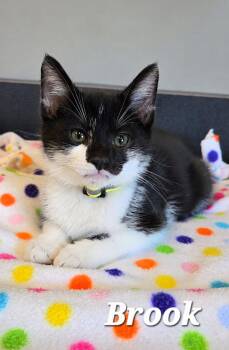 Brook -  Domestic Short Hair Cat for Adoption in Sidney, Ohio - Brook | PetCurious