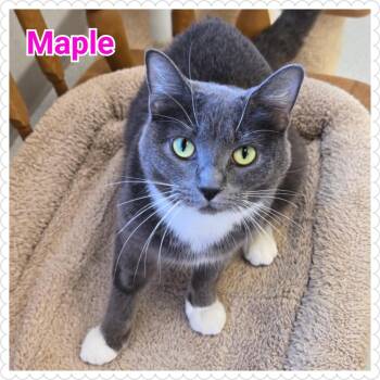 Domestic Short Hair Cats Available for Adoption in North Saint Paul, Minnesota - Maple | PetCurious