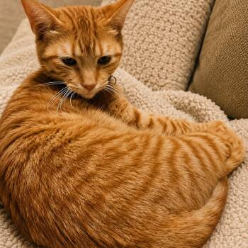 Tabby Cats Available for Adoption in Dallas, Texas - Sporty | PetCurious
