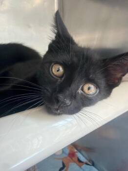 Ghost -  Domestic Short Hair Cat for Adoption in Pomona, New York - Ghost | PetCurious