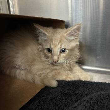 Floof -  Domestic Medium Hair Cat for Adoption in Windsor, Virginia - Floof | PetCurious