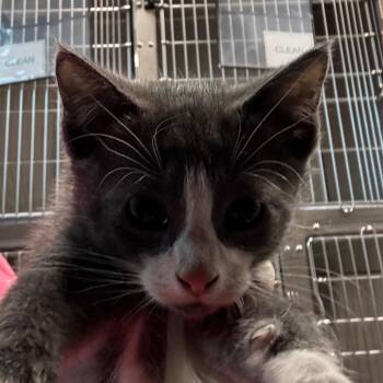 Monica -  Domestic Short Hair Cat for Adoption in Tampa, Florida - Monica | PetCurious
