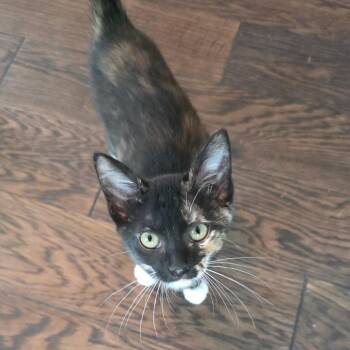 Seraphina -  Domestic Short Hair Cat for Adoption in Kansas City, Missouri - Seraphina | PetCurious