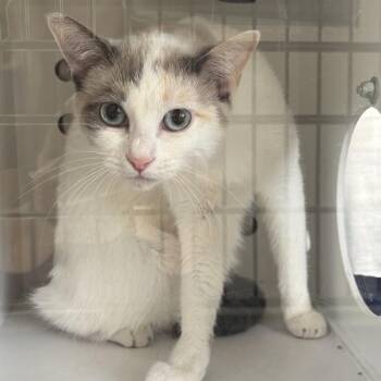 Elsa -  Domestic Short Hair Cat for Adoption in Des Moines, Iowa - Elsa | PetCurious